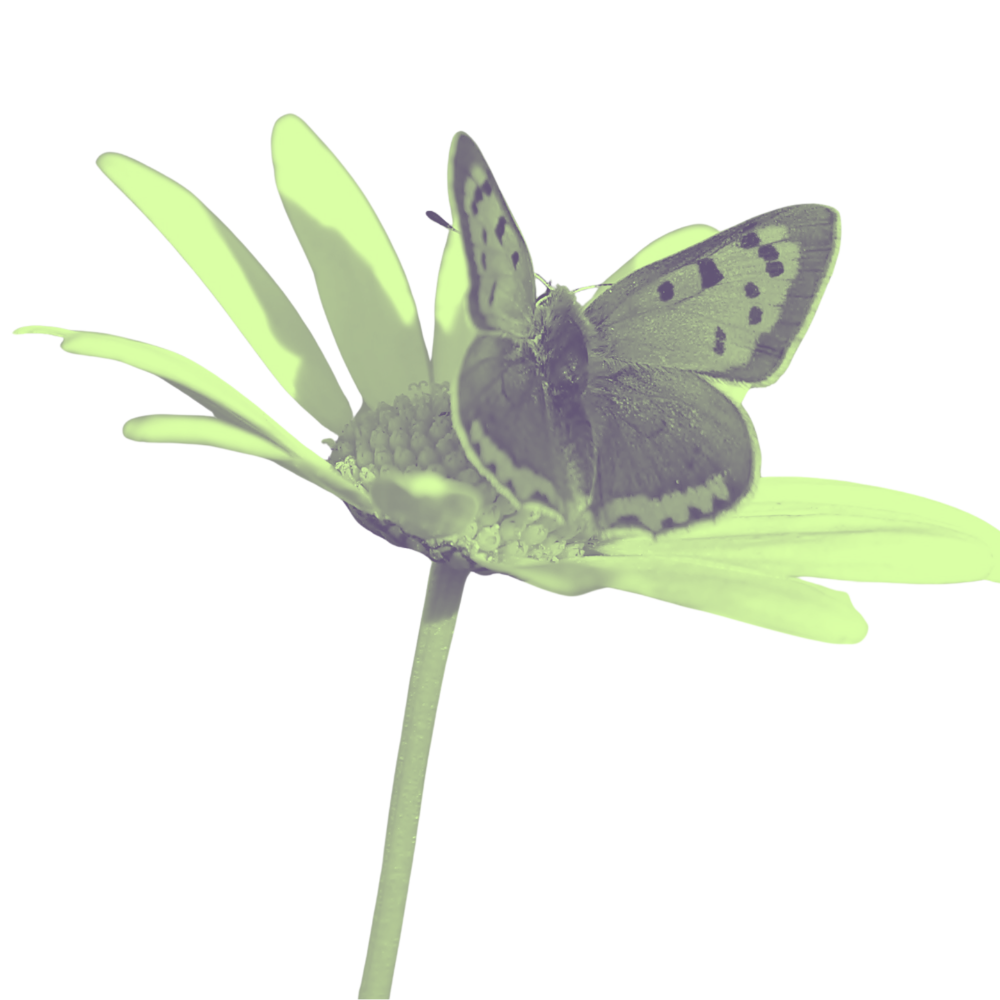 Schmetterling-auf-Blume